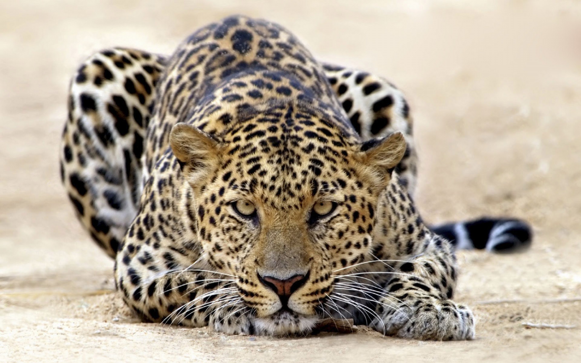 Wallpapers Animals Felines - Leopards Chasseur de proies faciles...