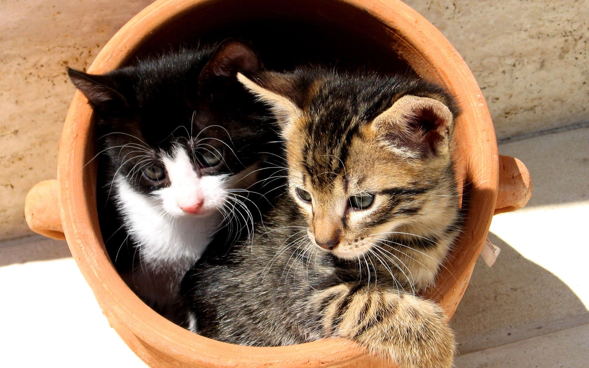 Fonds d'cran Animaux Chats - Chatons Bien cachs... ou pas ?