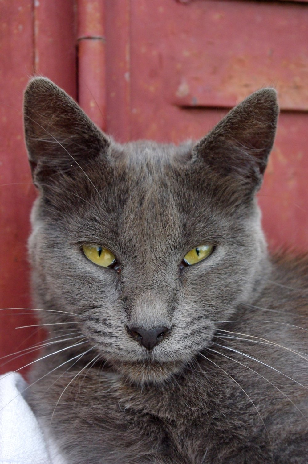 Fonds d'cran Animaux Chats - Chatons chat de courtouphle