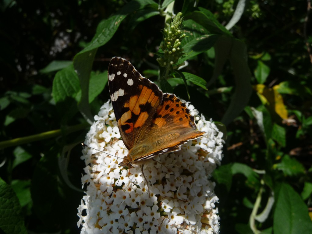 Fonds d'cran Animaux Insectes - Papillons prt pour l'envol ?