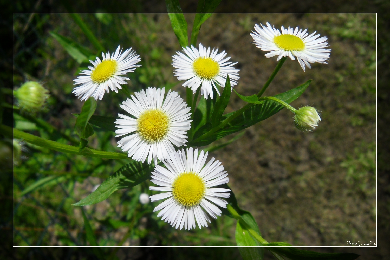 Wallpapers Nature Flowers 