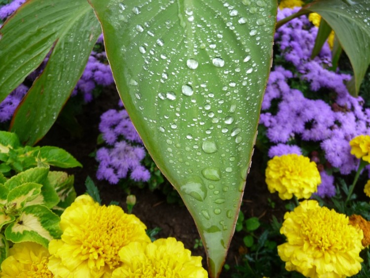 Fonds d'cran Nature Feuilles - Feuillages aprs la pluie