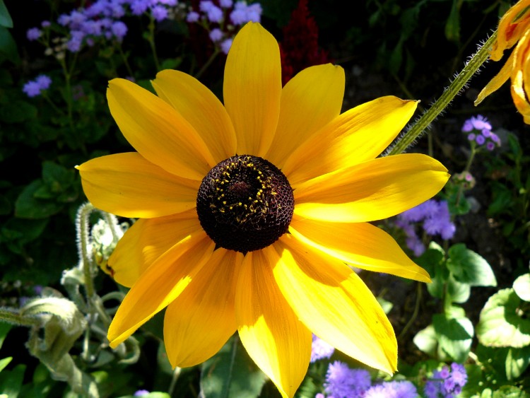 Fonds d'cran Nature Fleurs fleur