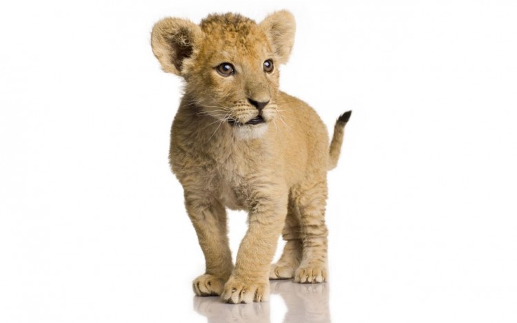 Wallpapers Animals Felines - Lions Lionceau