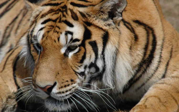 Fonds d'cran Animaux Flins - Tigres Excellent camouflage...