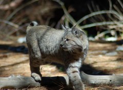 Fonds d'cran Animaux Bob Cat a l'affut