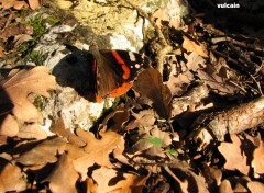 Fonds d'cran Animaux le vulcain