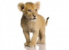 Fonds D Ecran Felins Lions Categorie Wallpaper Animaux Hebus Com