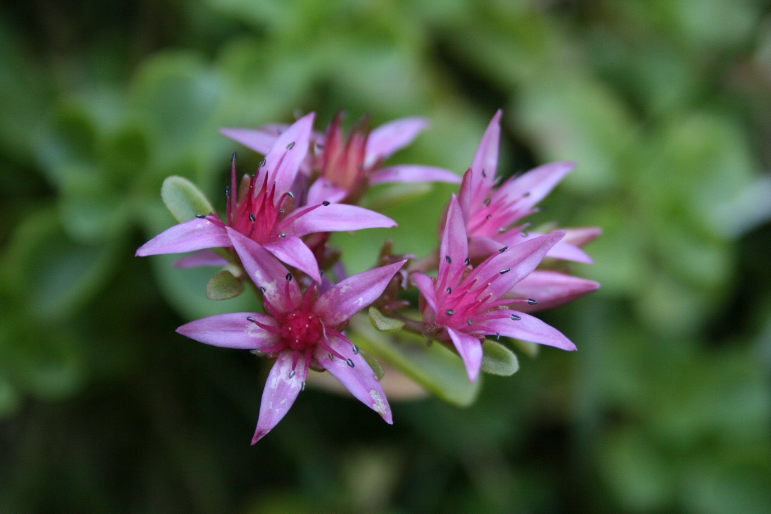 Fonds d'cran Nature Fleurs En rose et vert