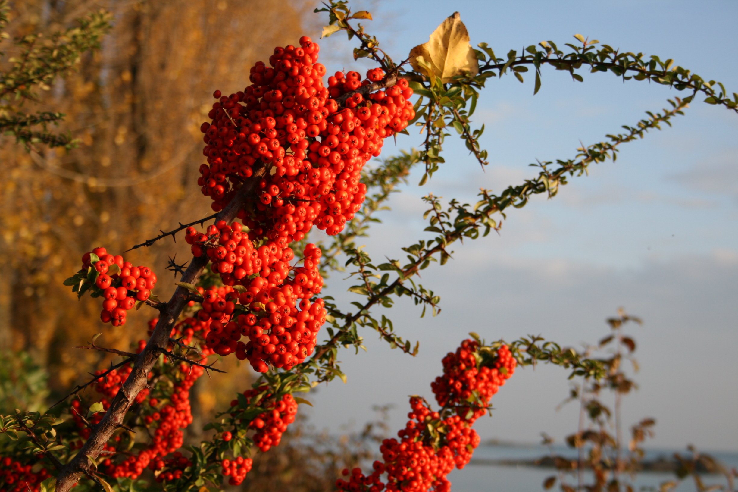 Fonds d'cran Nature Plantes - Arbustes Baies oranges