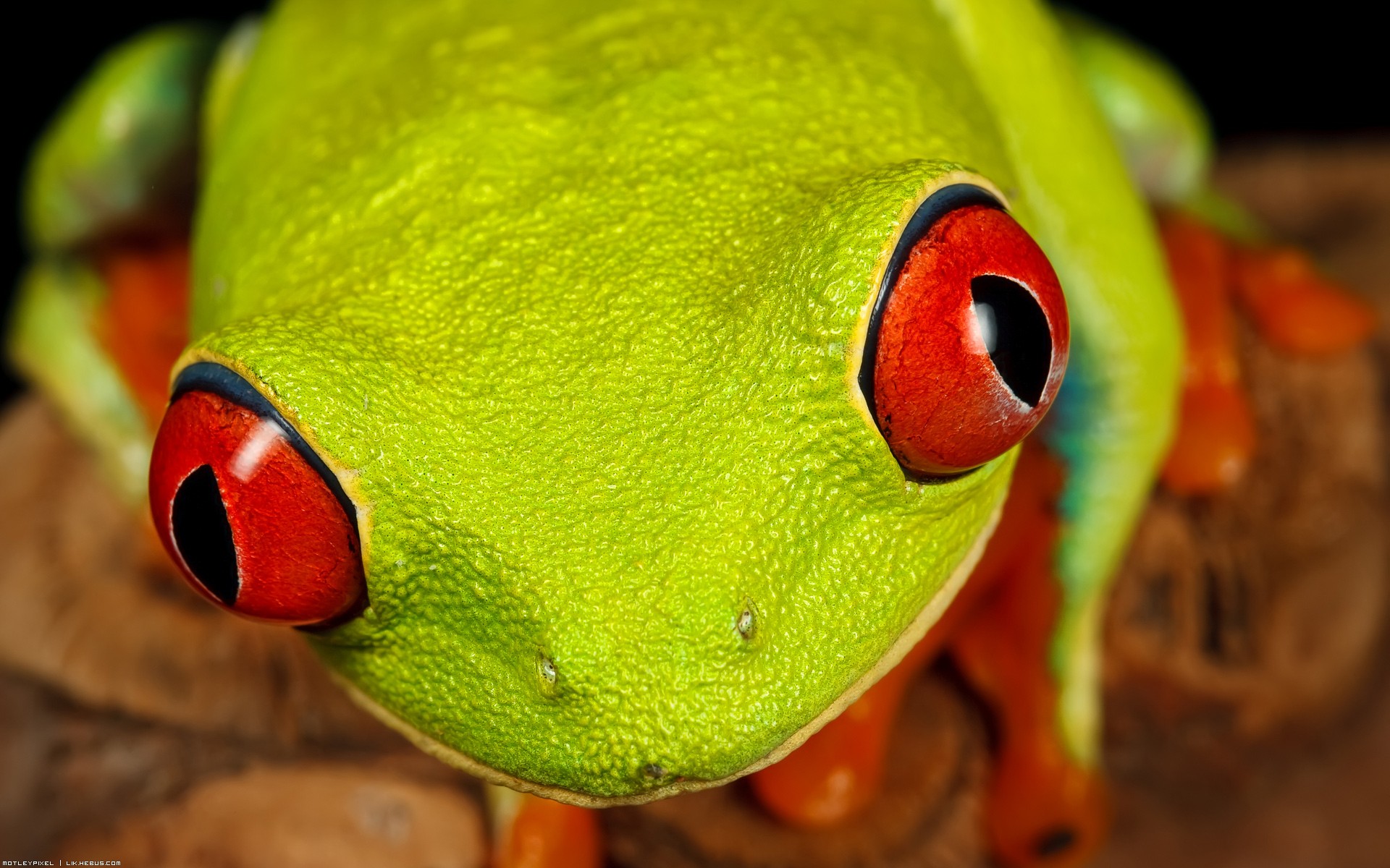 Wallpapers Animals Frogs - Toads Elle voit rouge !