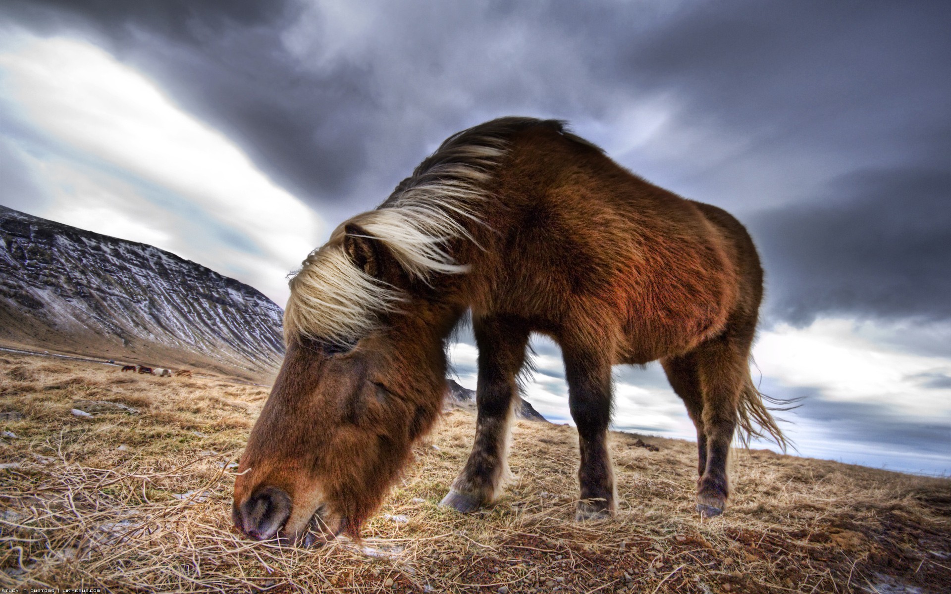 Fonds d'cran Animaux Chevaux Ca broute ?