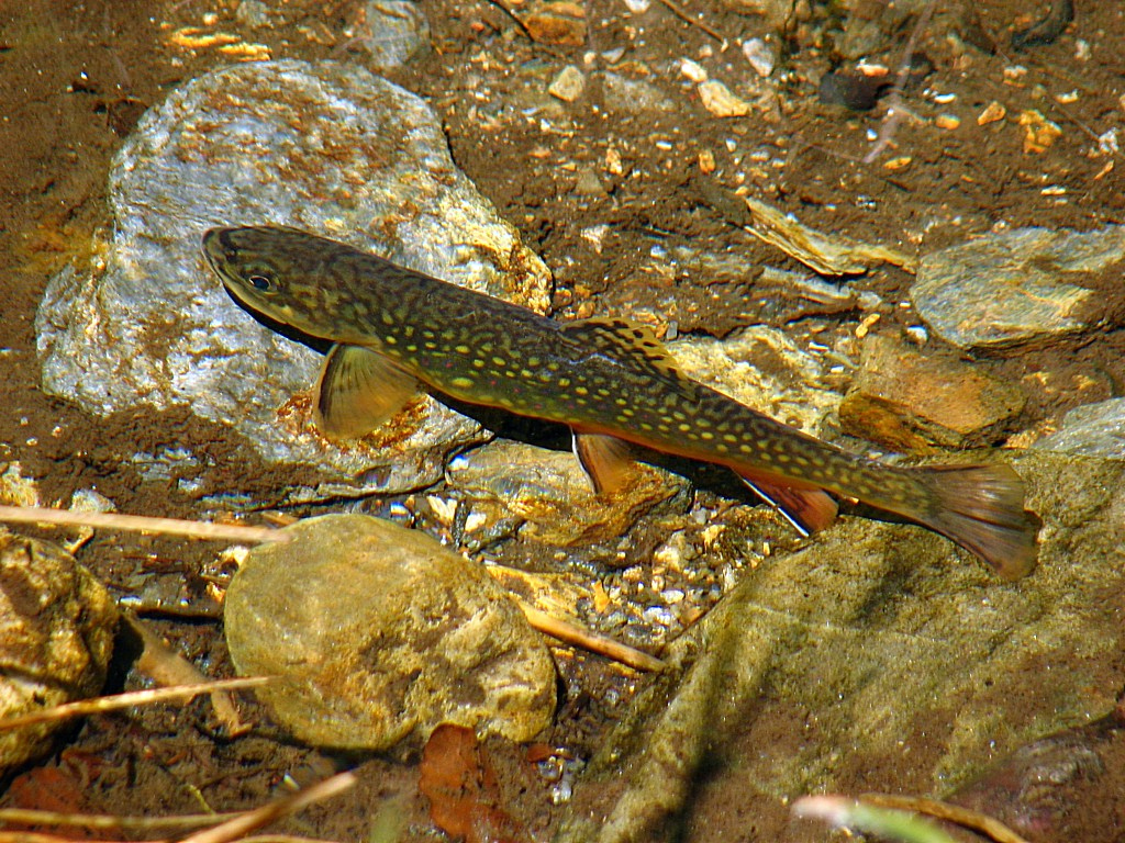 Wallpapers Animals Fishes - In the river Truite fario