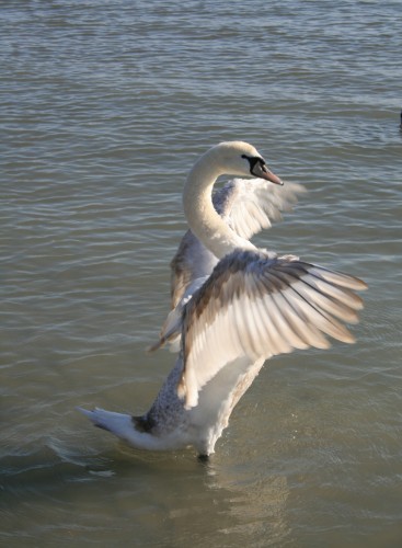 Fonds d'cran Animaux Oiseaux - Cygnes Cygne