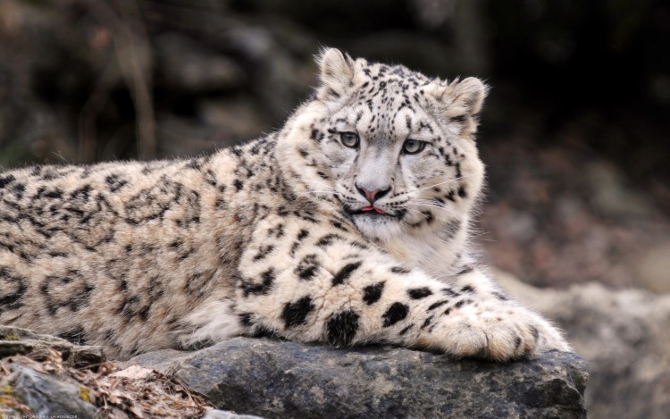 Fonds d'cran Animaux Flins - Lopards Lopard des neige