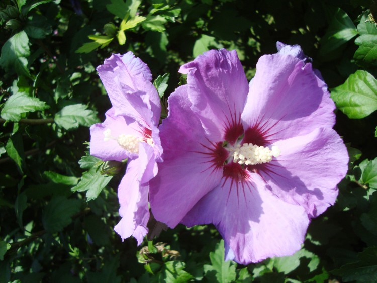 Fonds d'cran Nature Fleurs hibiscus