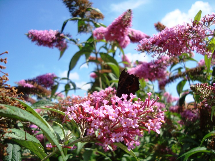 Fonds d'cran Nature Fleurs arbre a papillons