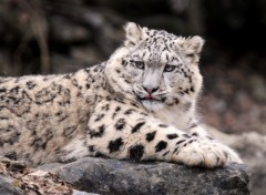 Wallpapers Animals Lopard des neige