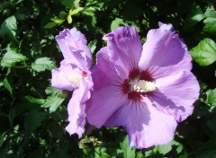 Wallpapers Nature hibiscus