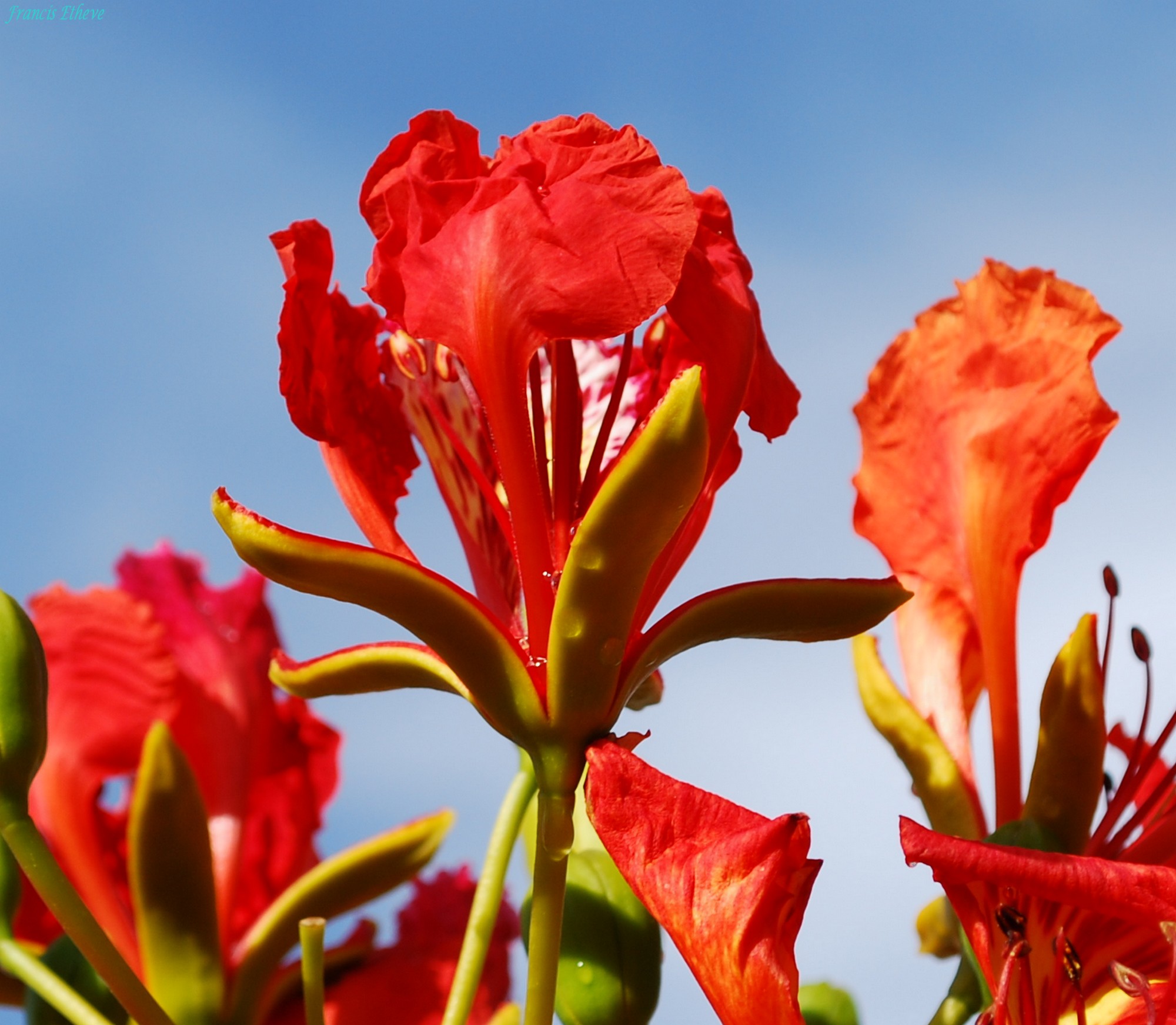 Fonds d'cran Nature Fleurs fleur du flamboyant