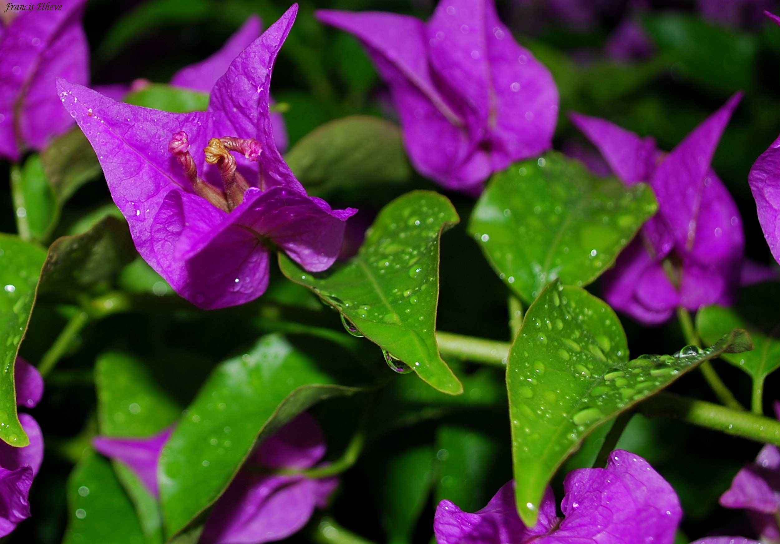 Wallpapers Nature Flowers bougainvilliers