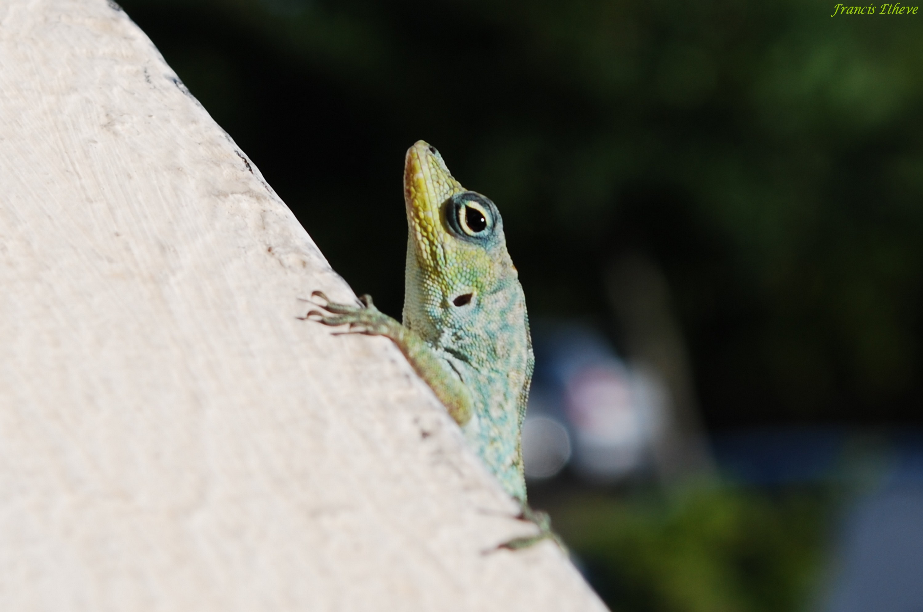 Wallpapers Animals Lizards - Iguanas 