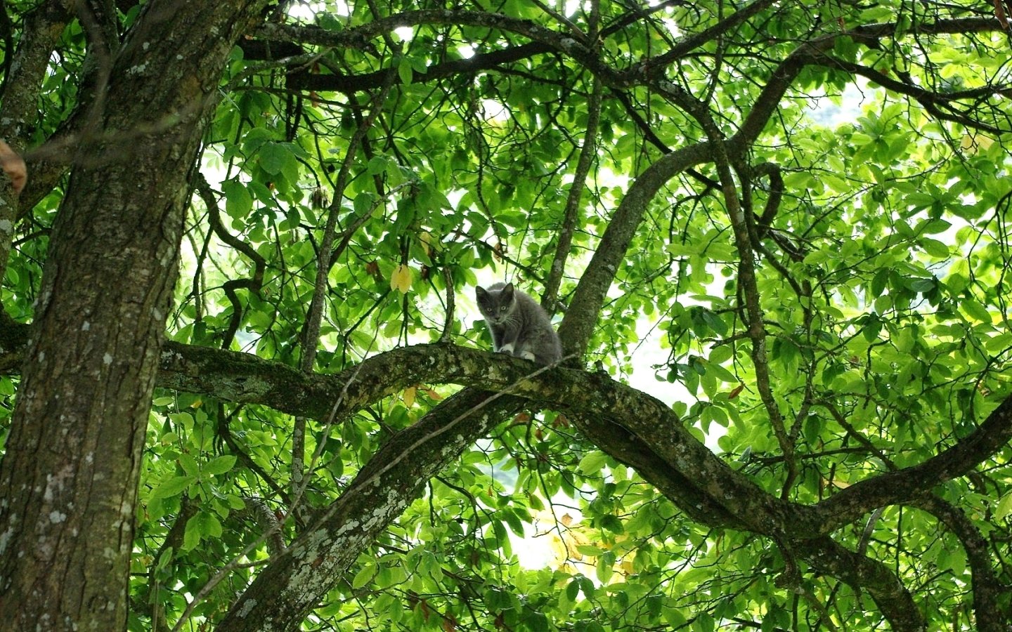 Fonds d'cran Animaux Chats - Chatons chaton de courtouphle