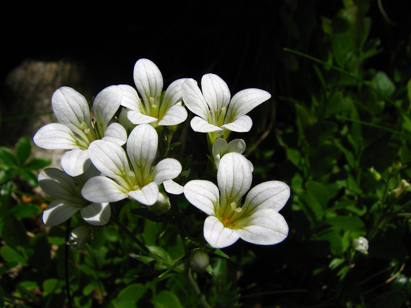 Wallpapers Nature Flowers Saxifage granule 