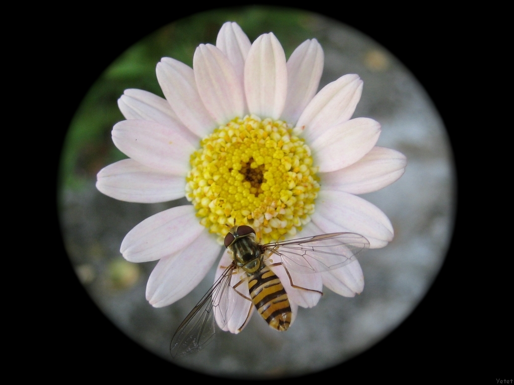 Fonds d'cran Nature Fleurs Syrphe au jardin.