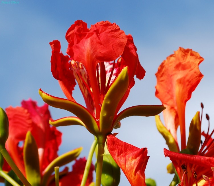 Wallpapers Nature Flowers fleur du flamboyant