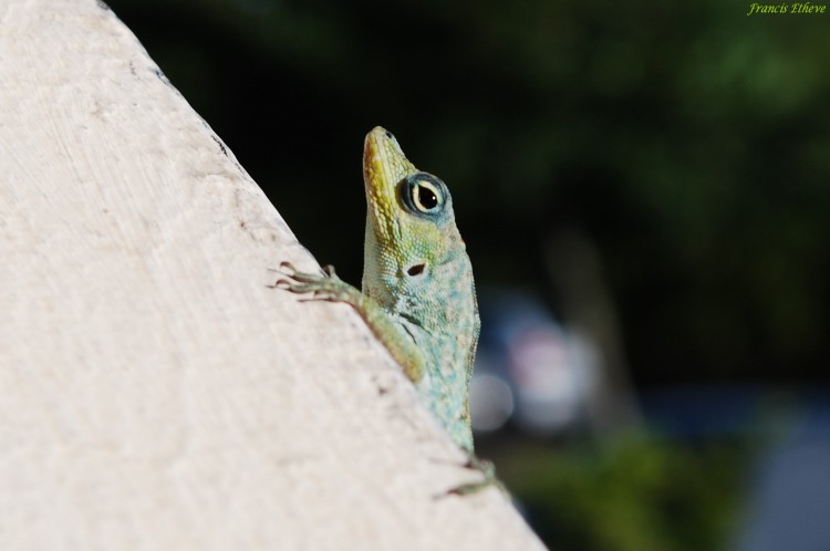 Fonds d'cran Animaux Lzards - Iguanes Wallpaper N240947