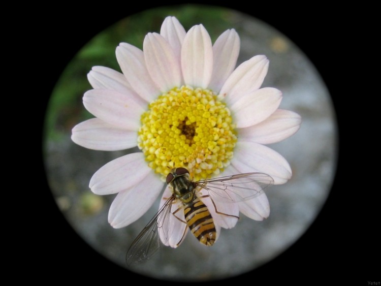 Fonds d'cran Nature Fleurs Syrphe au jardin.