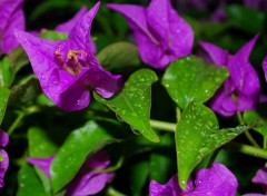 Fonds d'cran Nature bougainvilliers