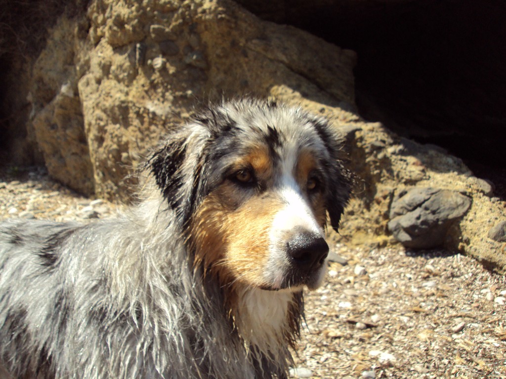 Fonds d'cran Animaux Chiens chien sur une plage