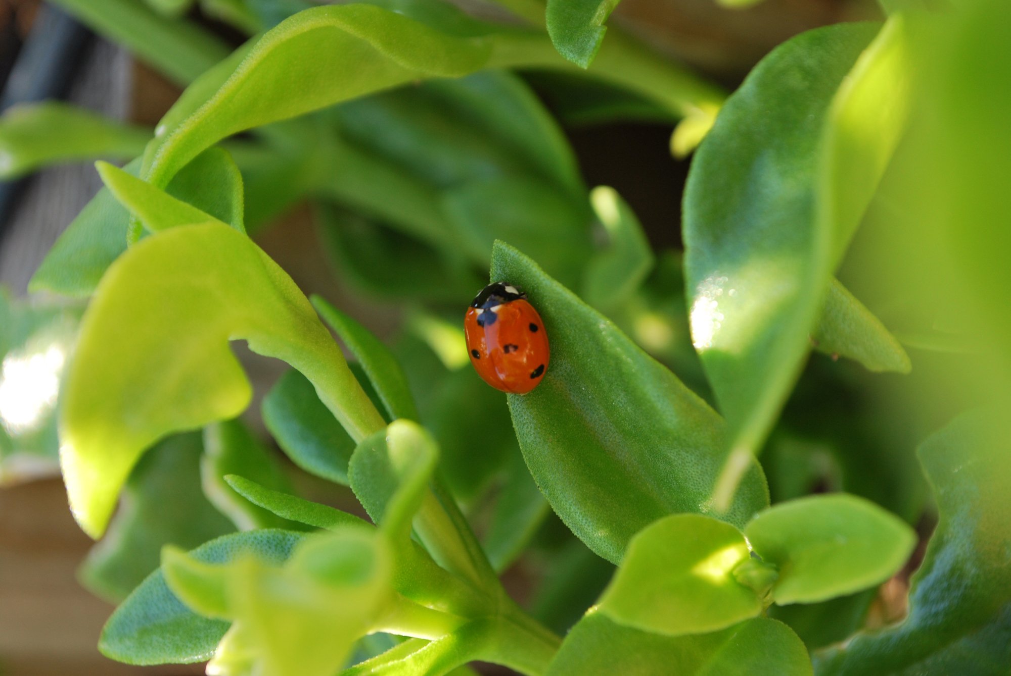 Fonds d'cran Animaux Insectes - Coccinelles Petite coccinelle