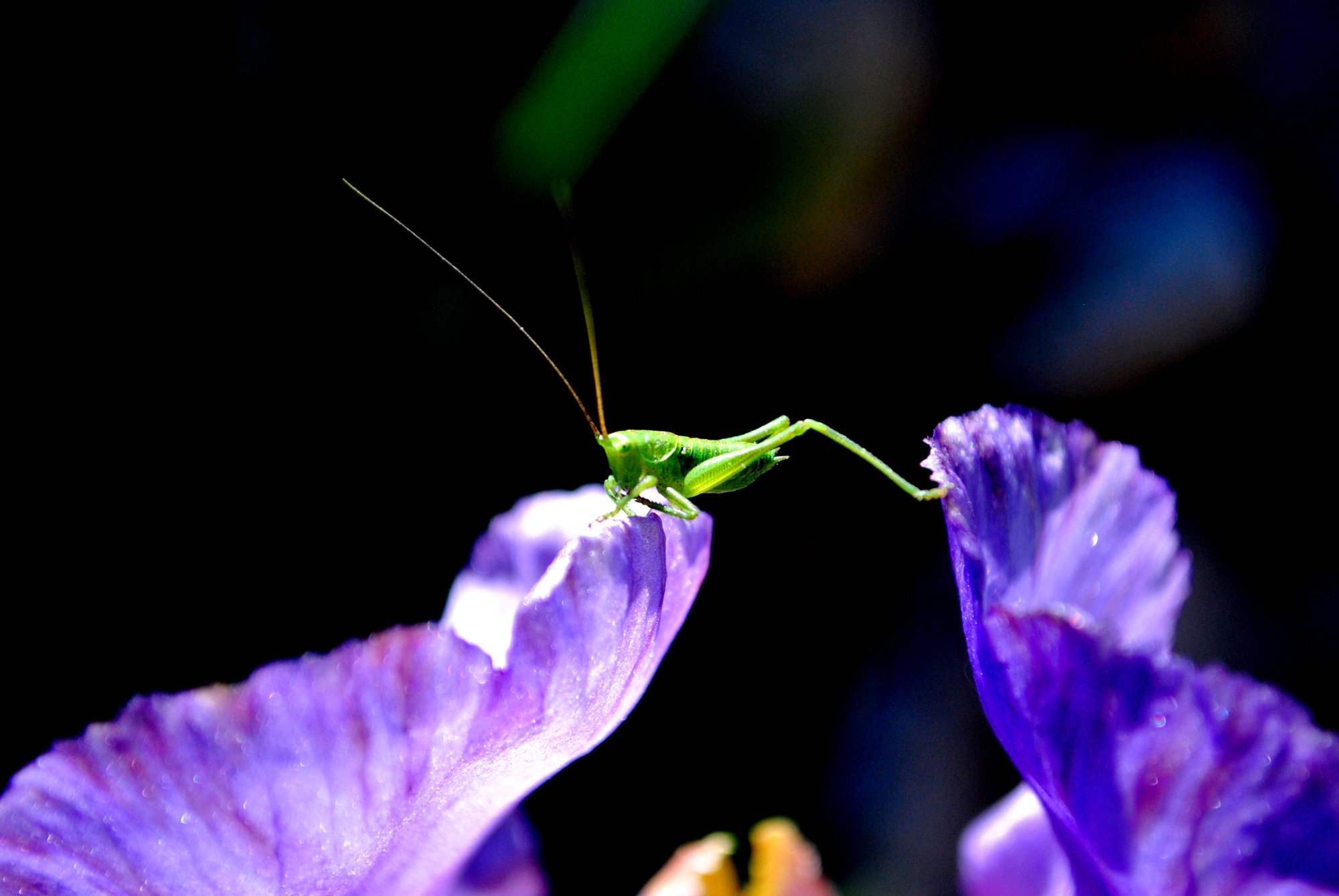 Wallpapers Animals Insects - Locusts Criquet en suspension entre 2 feuilles de Lys violet, photo retouche pour accentuer l'effet...