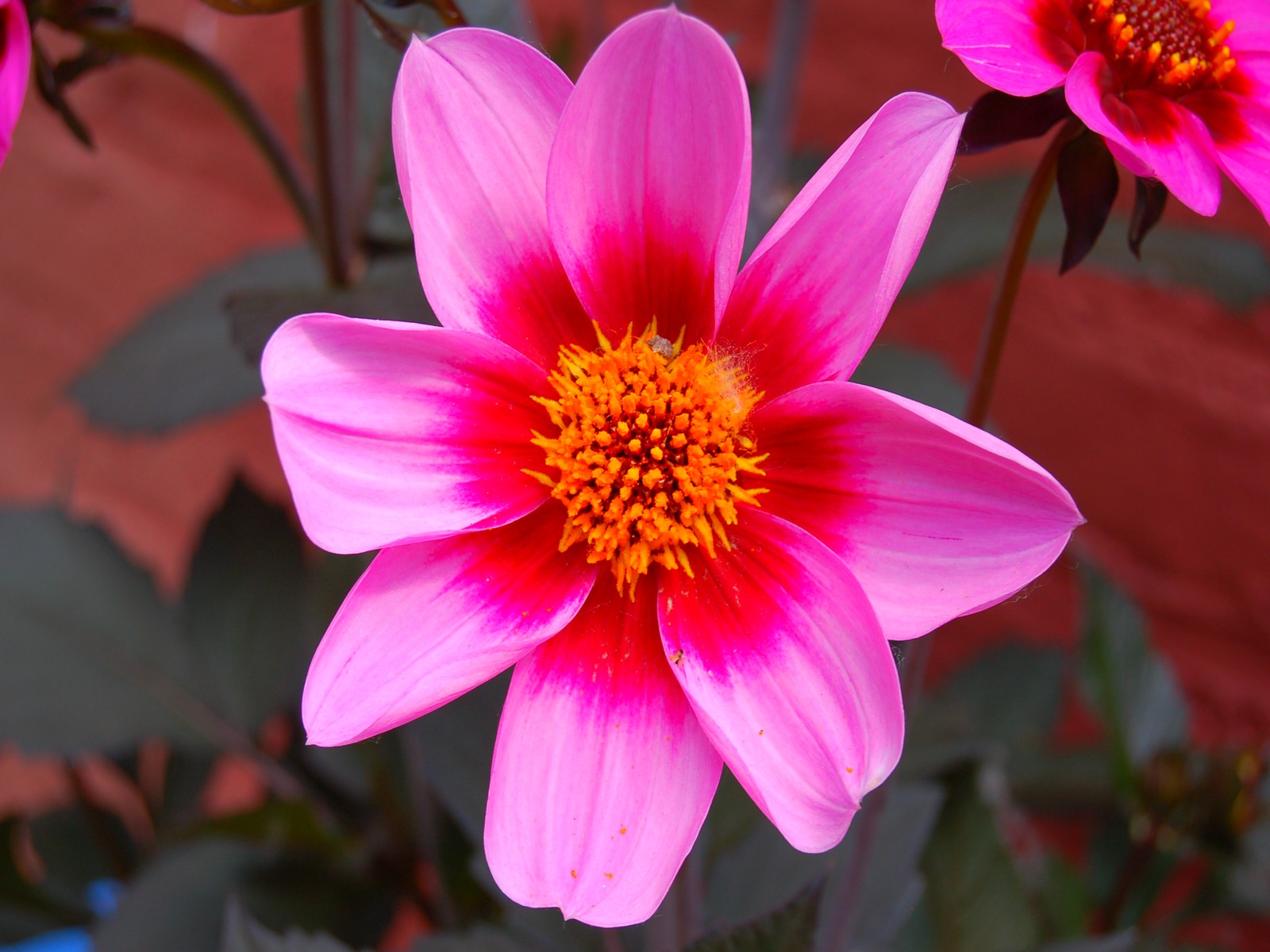 Fonds d'cran Nature Fleurs 