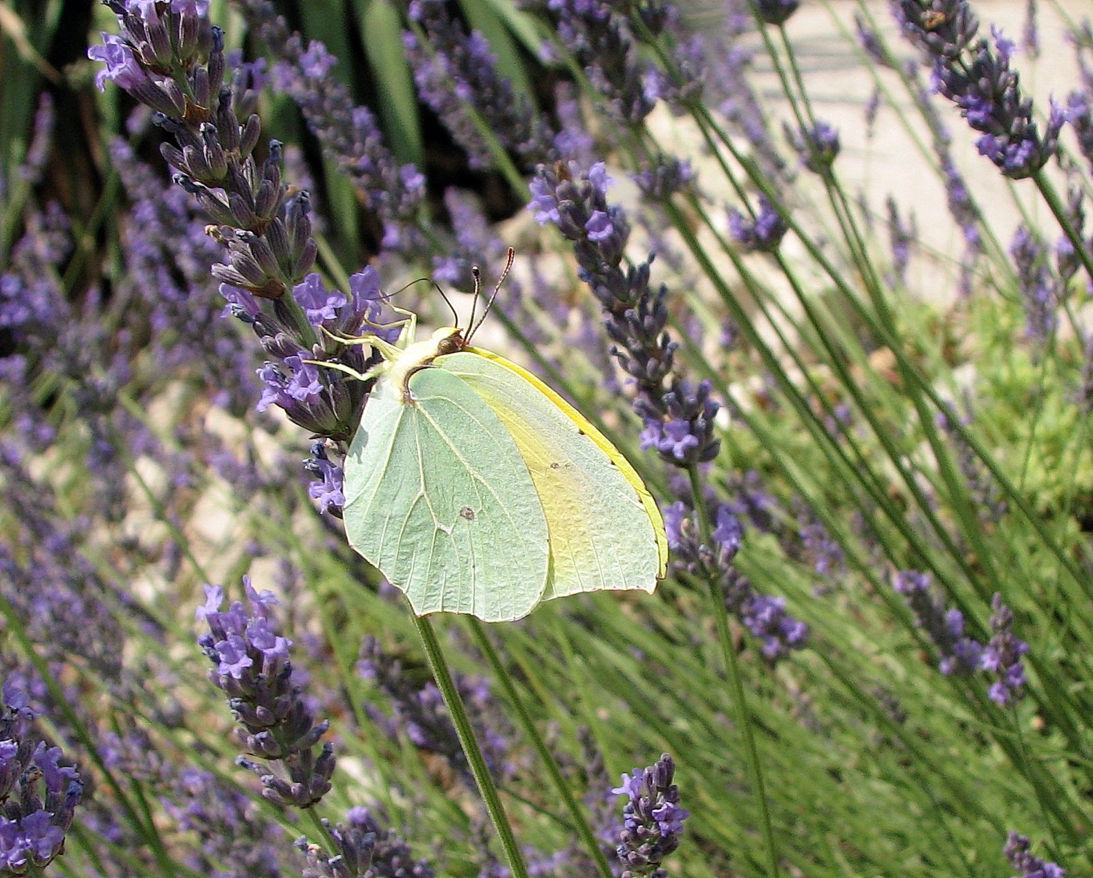 Wallpapers Animals Insects - Butterflies citron de Provence