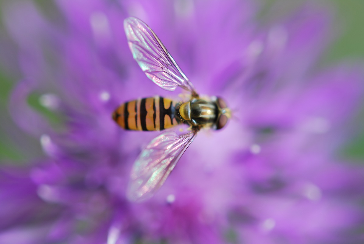 Fonds d'cran Animaux Insectes - Abeilles Gupes ... une petite abeille sur une fleur mauve