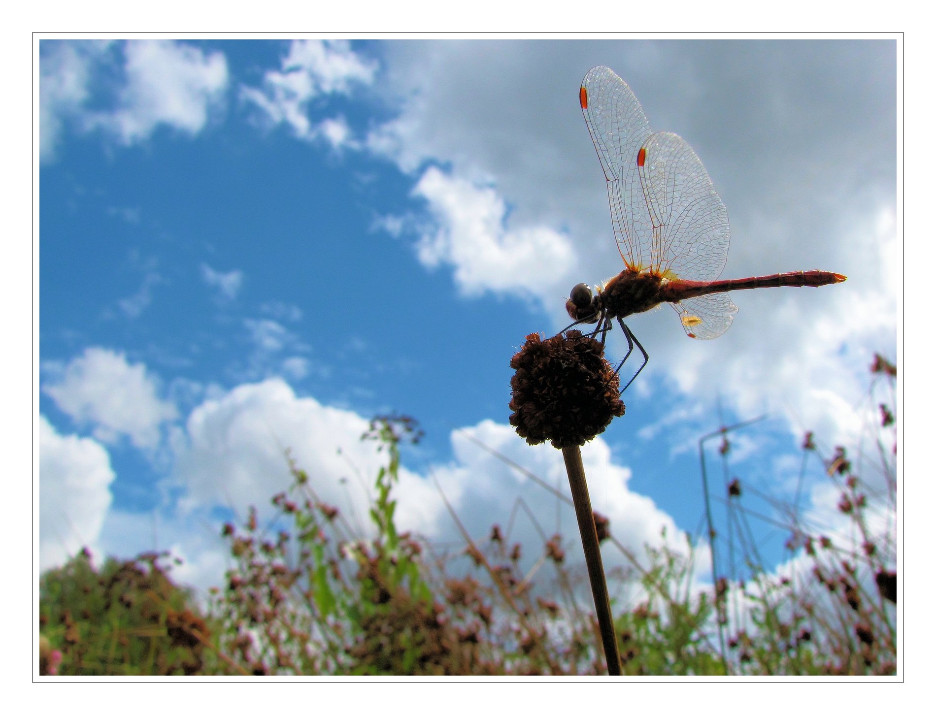 Wallpapers Animals Insects - Dragonflies Libellule en attente