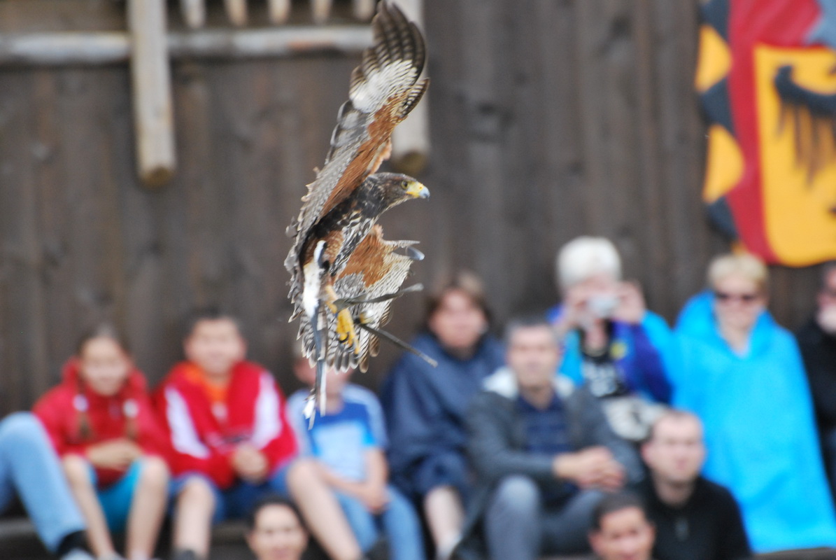 Wallpapers Animals Birds - Eagles Aigle du zoo d'Amnville