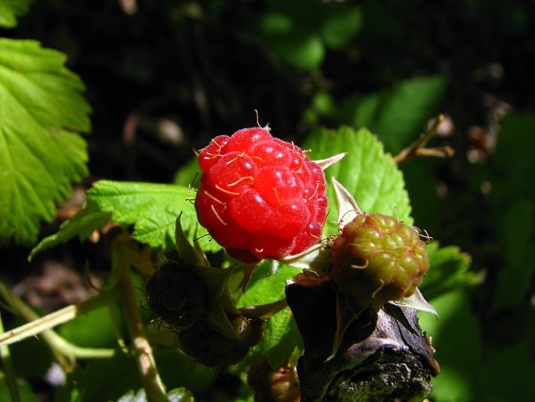 Fonds d'cran Nature Fruits Framboise sauvage 