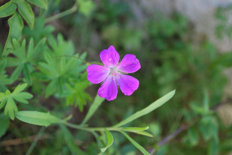 Fonds d'cran Nature Fleurs Petite fe du jardin