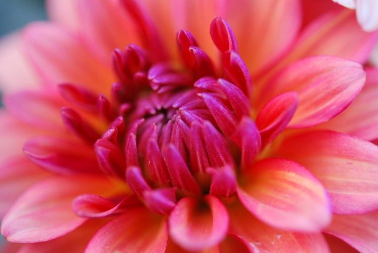 Fonds d'cran Nature Fleurs Dahlia