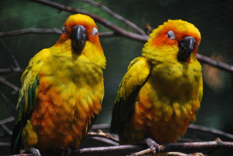 Fonds d'cran Animaux Oiseaux - Divers Deux petits oiseaux