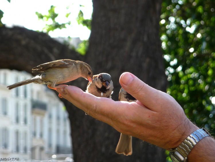 Fonds d'cran Animaux Oiseaux - Divers Le repas est servi !!!