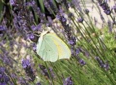 Wallpapers Animals citron de Provence