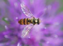 Fonds d'cran Animaux une petite abeille sur une fleur mauve