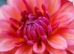 Fonds d'cran Nature Dahlia