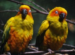 Fonds d'cran Animaux Deux petits oiseaux